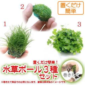 （水草）置くだけ簡単　水草ボール（水上葉）（無農薬）３種セット