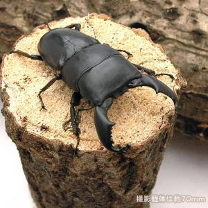 昆虫）インペリアリスツヤクワガタ（亜種komorii）パラワン産