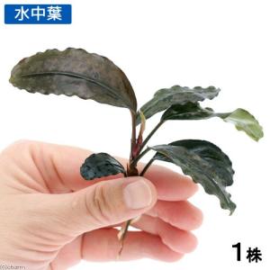 【エビオドリ】ブセファランドラ　ダークアフィカ1株 2 エビオドリ】ブセファランドラ ダークアフィカ1株 2 Yahoo