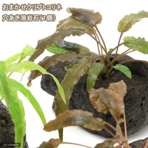 エリオカウロンsp.ソーシャルフェザーダスター(水中葉一株) 61LP2Jk-3gL._AC_UF350,