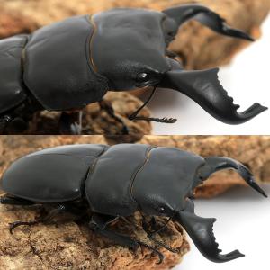 (昆虫)ダイオウヒラタクワガタ 東ジャワ イジ...の詳細画像1