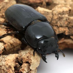 (昆虫)ダイオウヒラタクワガタ 東ジャワ イジ...の詳細画像3