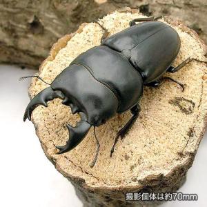 (昆虫)アルキデスヒラタクワガタ 短・中歯型 ...の詳細画像1