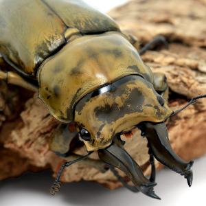 (昆虫)オウゴンオニクワガタ 西ジャワ ハリムン...の商品画像