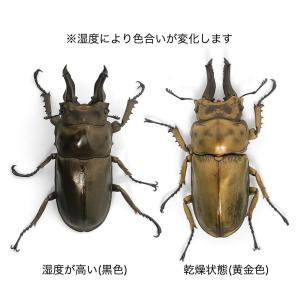 (昆虫)オウゴンオニクワガタ 西ジャワ ハリム...の詳細画像5