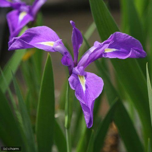 （ビオトープ）水生植物　カキツバタ　天の釣船（アマノツリブネ）（１ポット）（休眠状態）