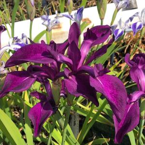 チャーム（charm） （ビオトープ）水生植物 カキツバタ 舞孔雀（マイ