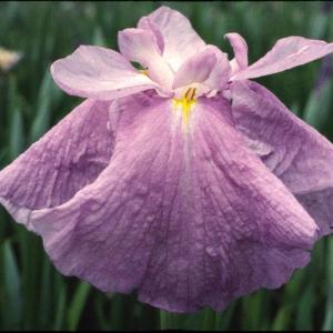 (ビオトープ)水生植物 花菖蒲 不知火(シラヌイ...の商品画像