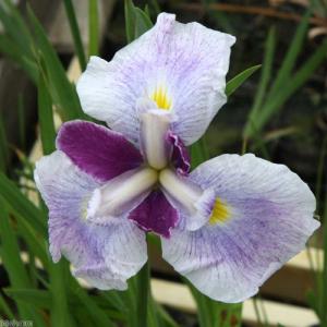 (ビオトープ)水生植物 花菖蒲 初相生(ハツアイ...の商品画像