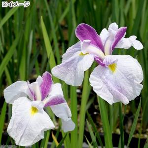 (ビオトープ)水生植物 花菖蒲 初相生(ハツア...の詳細画像1