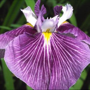(ビオトープ)水生植物 花菖蒲 紅公子(ベニコウ...の商品画像