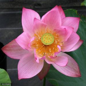 (ビオトープ)蓮 ハス(桃) 蜀紅蓮(ショッコウ...の商品画像