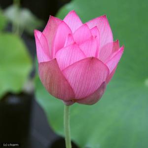 (ビオトープ)蓮 ハス(桃) 蜀紅蓮(ショッコ...の詳細画像1