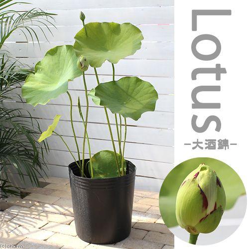 （ビオトープ）蓮　ハス（白）　大酒錦（ダイセイキン、ダイシュキン）八重咲斑蓮（無農薬）（１ポット）