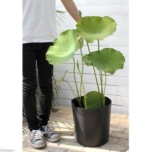 (ビオトープ)蓮 ハス(白) 大酒錦(ダイセイ...の詳細画像1