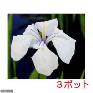 （ビオトープ）水辺植物　カキツバタ　白鷺（シラサギ）白花（３ポット）（休眠株）｜chanet