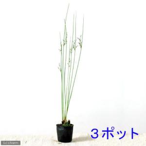 (ビオトープ)水生植物 ブルーイグサ(無農薬)(...の商品画像