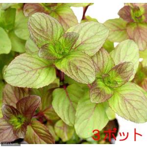 （ビオトープ）水生植物　ウォーターミント（３ポット）　湿性植物