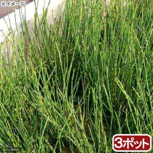 （ビオトープ）水生植物　ヒメトクサ（３ポット）　湿生植物