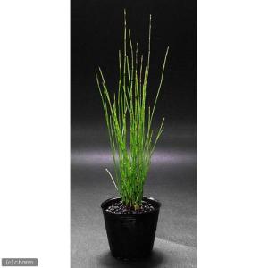(ビオトープ)水生植物 ヒメトクサ(3ポット)...の詳細画像1