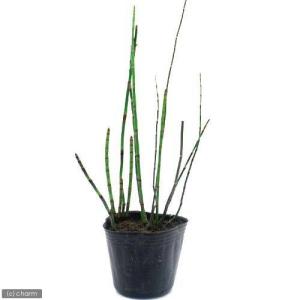 (ビオトープ)水生植物 トクサ(3ポット) 常...の詳細画像1