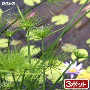 （ビオトープ）水生植物　ミニパピルス（無農薬）（３ポット）　湿生植物