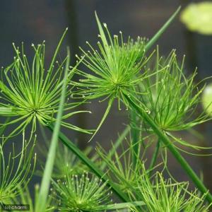 (ビオトープ)水生植物 ミニパピルス(無農薬)...の詳細画像1