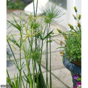(ビオトープ)水生植物 ミニパピルス(無農薬)...の詳細画像2