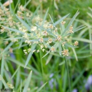 (ビオトープ)水生植物 シュロガヤツリ(無農薬...の詳細画像1