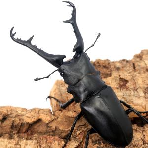 (昆虫)ギラファノコギリクワガタ(亜種ケイスケ...の詳細画像1