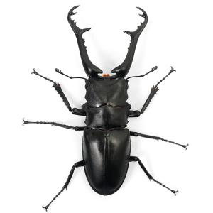 (昆虫)ギラファノコギリクワガタ(亜種ケイスケ...の詳細画像2