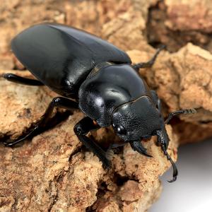 (昆虫)ギラファノコギリクワガタ(亜種ケイスケ...の詳細画像3