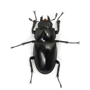 (昆虫)ギラファノコギリクワガタ(亜種ケイスケ...の詳細画像4