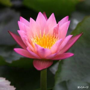 (ビオトープ)睡蓮 熱帯性睡蓮(スイレン)(淡...の詳細画像1