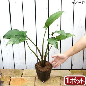 （ビオトープ）水生植物　アローアルム　ＡＲＲＯＷ　ＡＲＵＭ（１ポット）湿性植物（休眠状態）