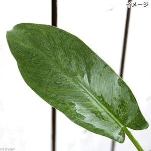 (ビオトープ)水生植物 アローアルム(ペルタン...の詳細画像1