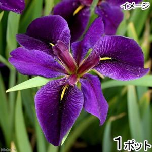 （ビオトープ）水辺植物　ルイジアナアイリス　ＢＬＡＣＫ　ＧＡＭＥＣＯＣＫ　濃紫六英花（１ポット）