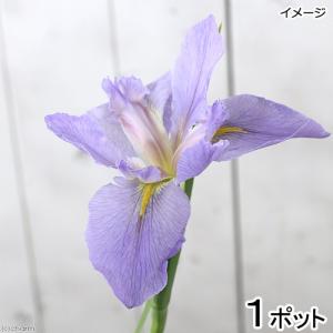 (ビオトープ)水生植物 ルイジアナアイリス シー...の商品画像