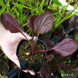 （ビオトープ）水辺植物　レッドオニオオバコ（１ポット）湿性植物