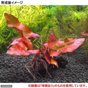 (水草)(新芽あり)タイニムファ 球根(無農薬...の詳細画像1