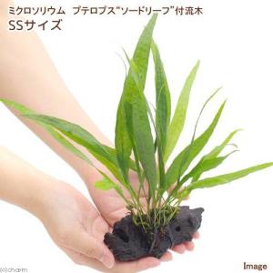 （水草）ミクロソリウム　プテロプス　ソードリーフ付流木　ＳＳサイズ（１本）（約１０ｃｍ）