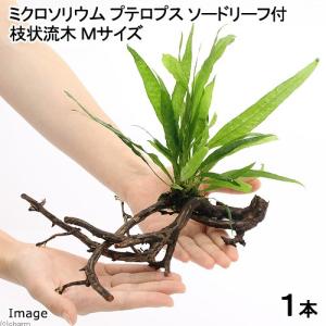 サウザーさま専用　特大ミクロソリウムsp.ソカン　シャープリーフ流木活着 チャーム（charm） （水草）ミクロソリウム プテロプス ソードリーフ付