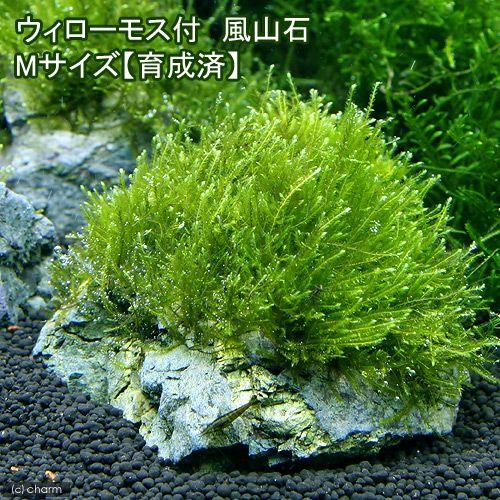 （水草）★育成済★　ウィローモス　風山石　Ｍサイズ（約１４ｃｍ）（水中葉）（無農薬）（１個）