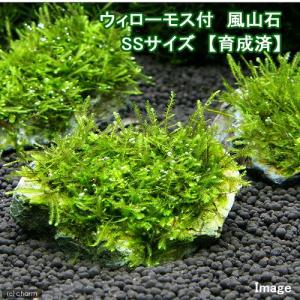 水草）巻きたて ボルビティス ヒュディロティ 流木 Mサイズ（約