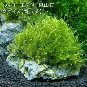 チャーム（charm） （水草）巻きたて ボルビティス ヒュディロティ