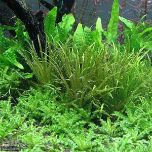 水草）エキノドルス オパクス ヴェルデ産（水中葉）（無農薬）（1株
