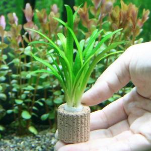 （水草）ライフマルチ（茶）ピグミーチェーンサジタリア（無農薬）（１個）