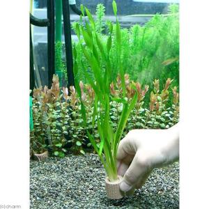 チャーム（charm） （水草）ミクロソリウムsp．スモールリーフ（水中