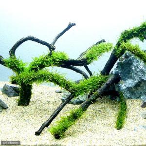 水草）巻きたて ウィローモス ブランチアーチ流木（水中葉）（無農薬