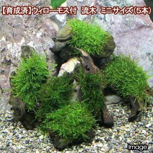チャーム（charm） （水草）ミクロソリウム プテロプス付き流木